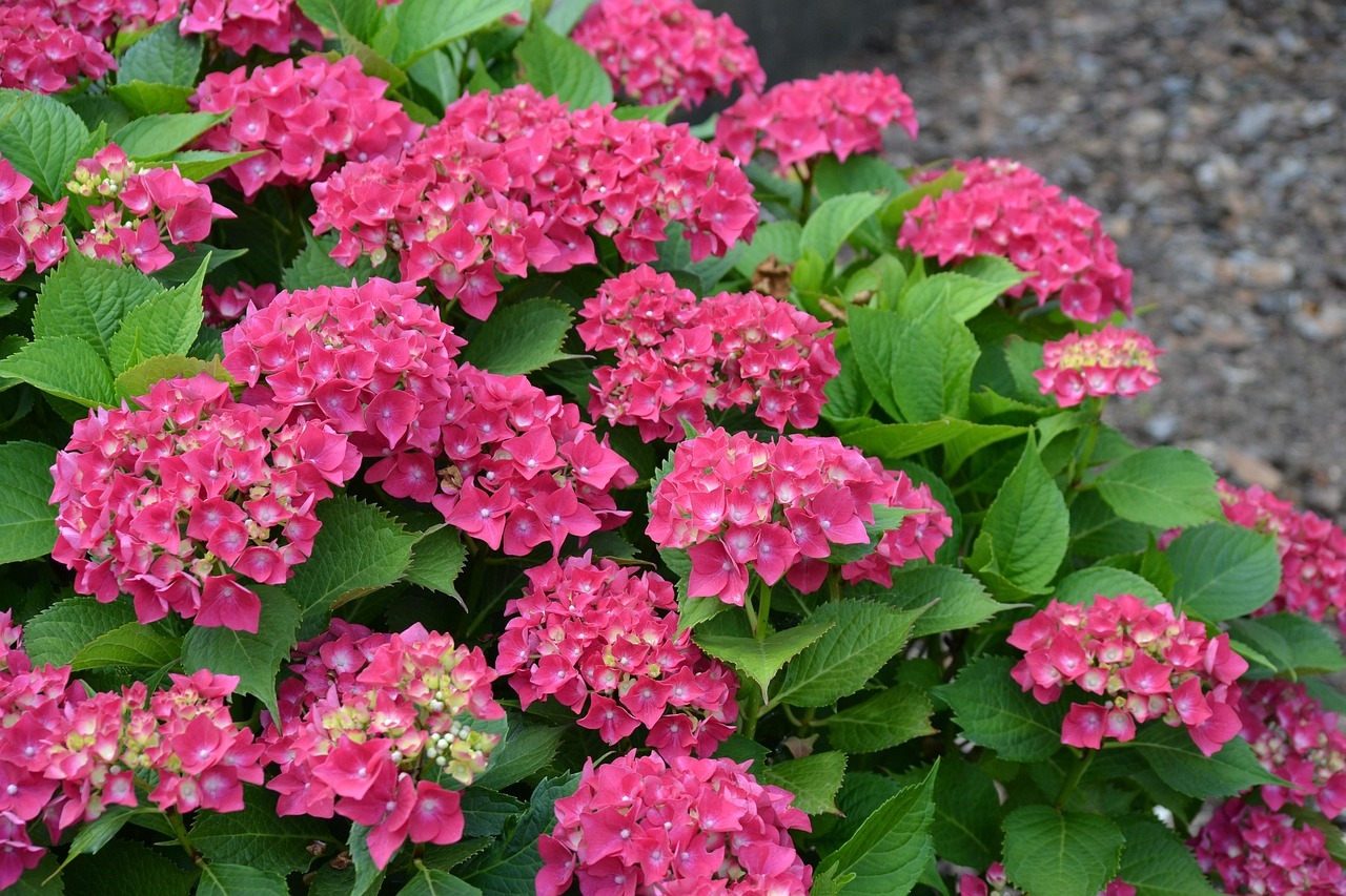 pink rhododendron in bloom, illustrating the flower Sofiero is known for