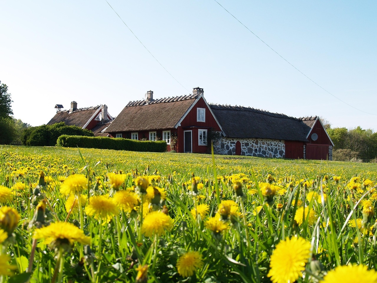 Rött hus med halmtak vid en äng med maskrosor